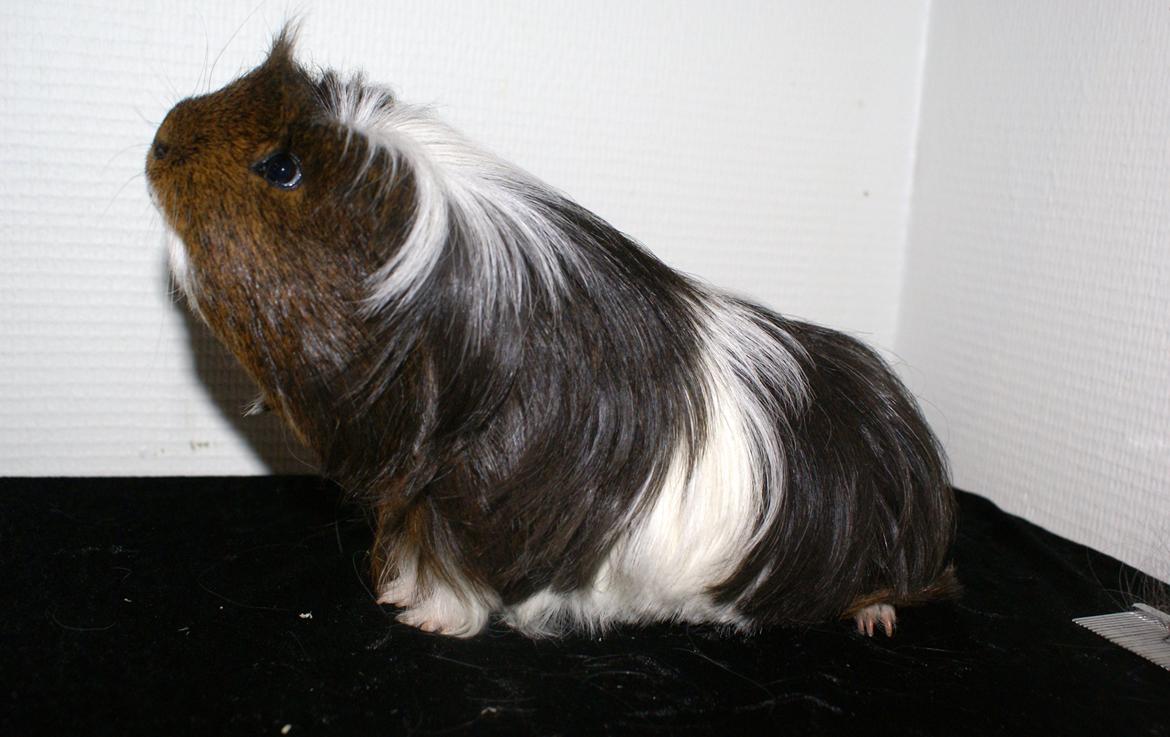 Marsvin Hannibal *Coronet* billede 3