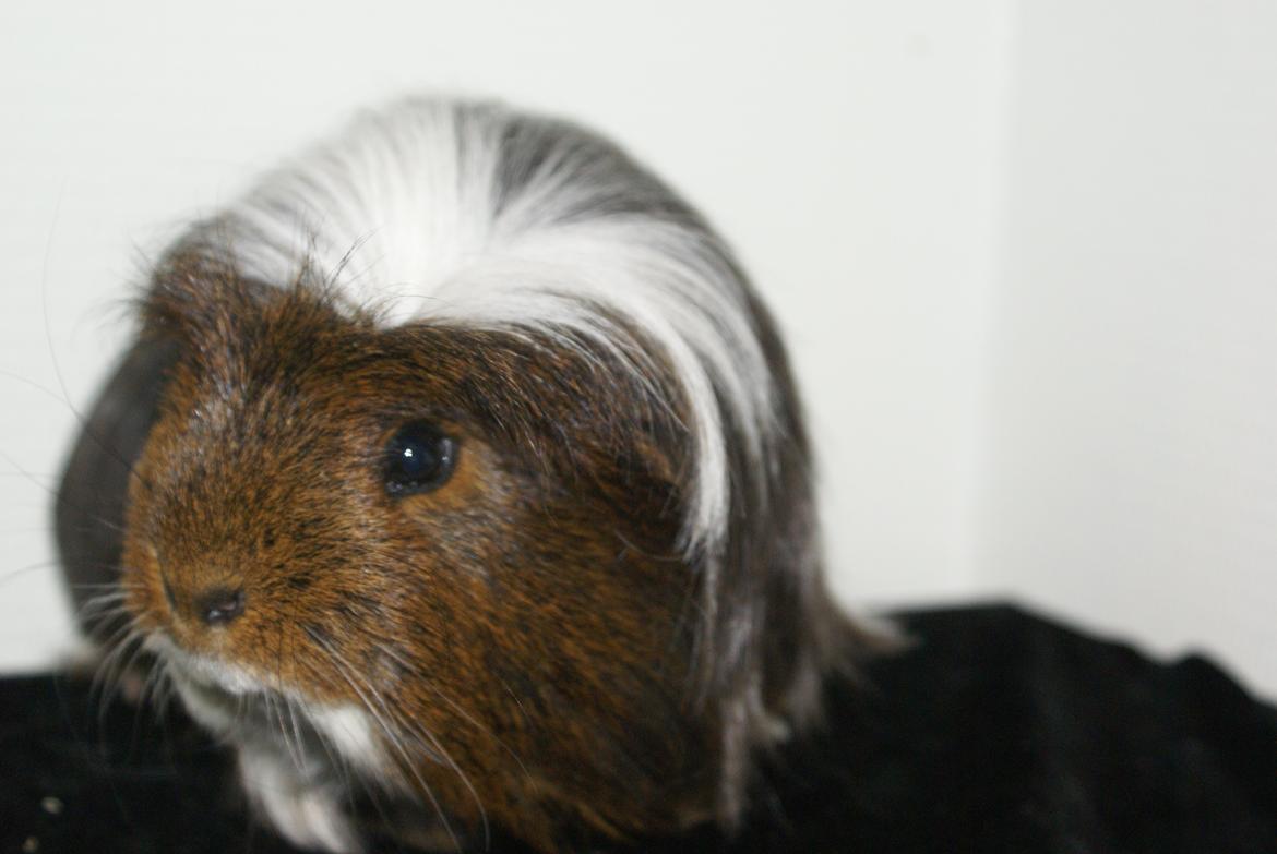 Marsvin Hannibal *Coronet* billede 4