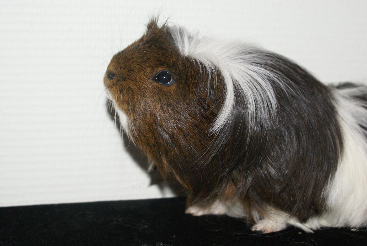 Marsvin Hannibal *Coronet* billede 5