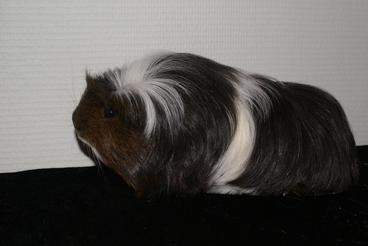 Marsvin Hannibal *Coronet* billede 6