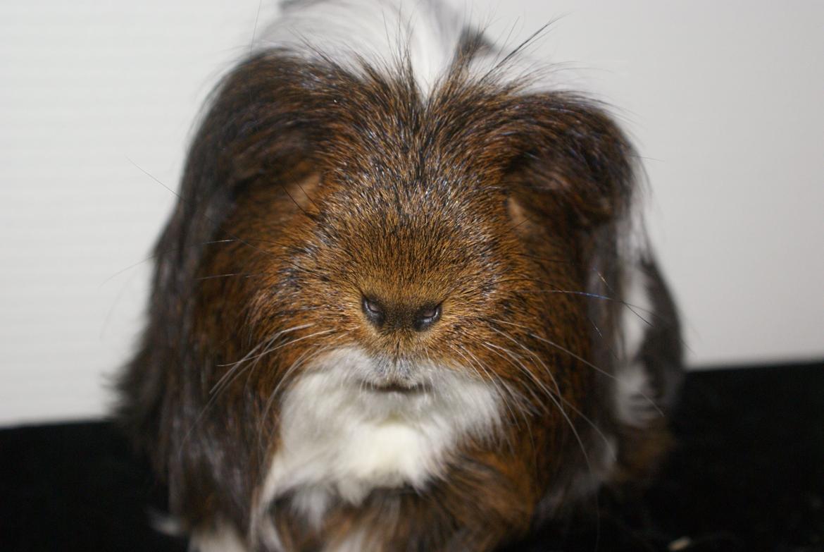 Marsvin Hannibal *Coronet* billede 7