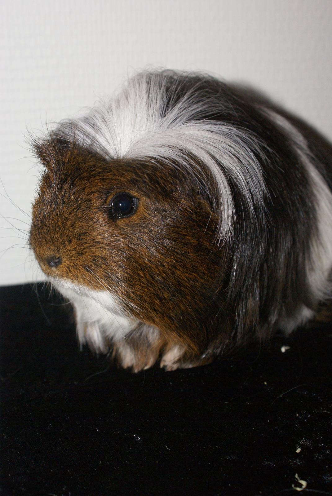 Marsvin Hannibal *Coronet* billede 8