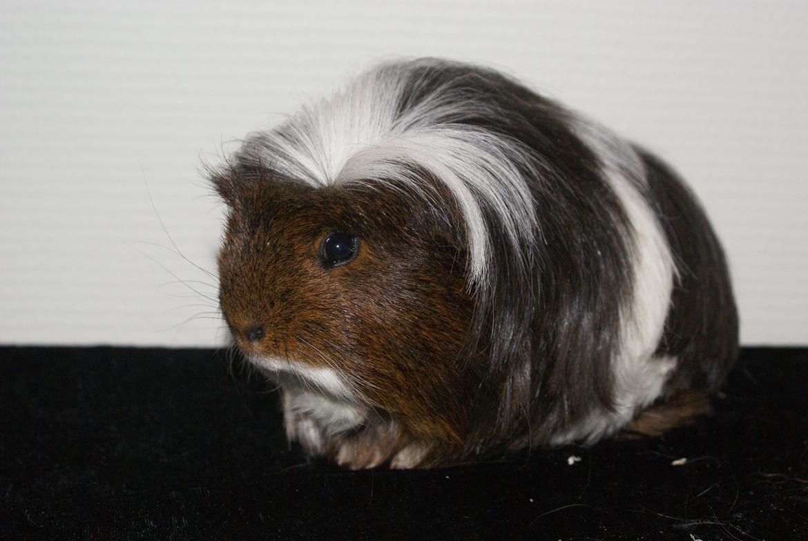 Marsvin Hannibal *Coronet* billede 9