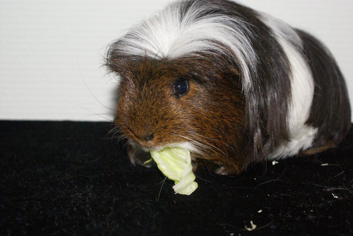 Marsvin Hannibal *Coronet* billede 10