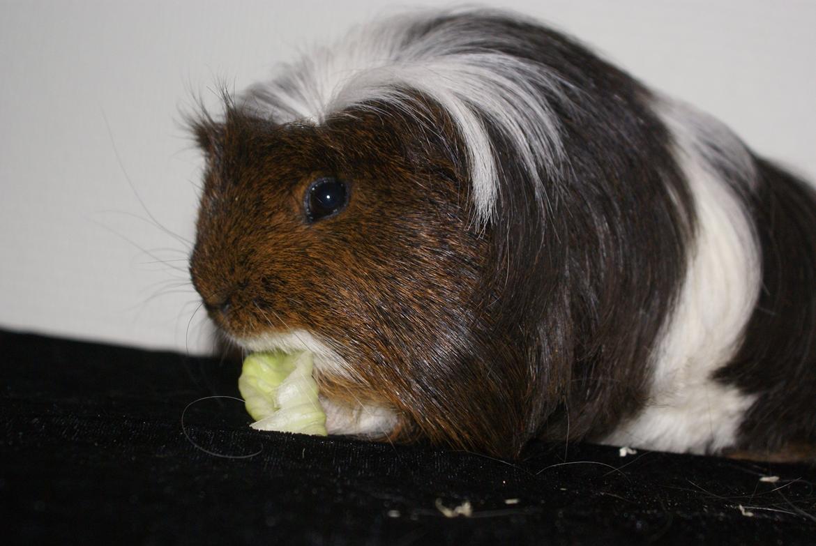 Marsvin Hannibal *Coronet* billede 11