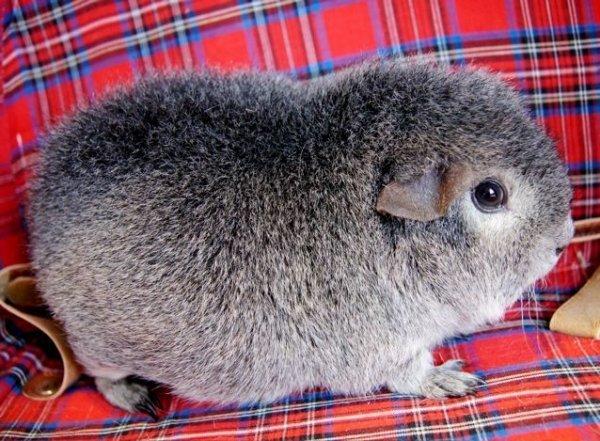 Marsvin Laaila billede 1