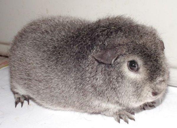 Marsvin Laaila billede 2