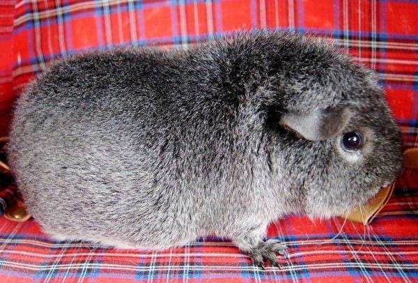 Marsvin Laaila billede 3