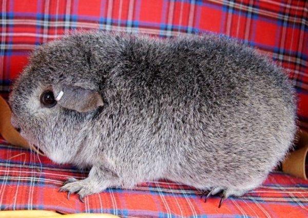 Marsvin Laaila billede 4