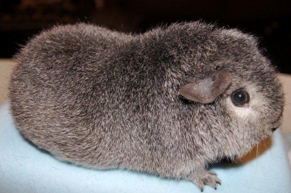 Marsvin Laaila billede 5