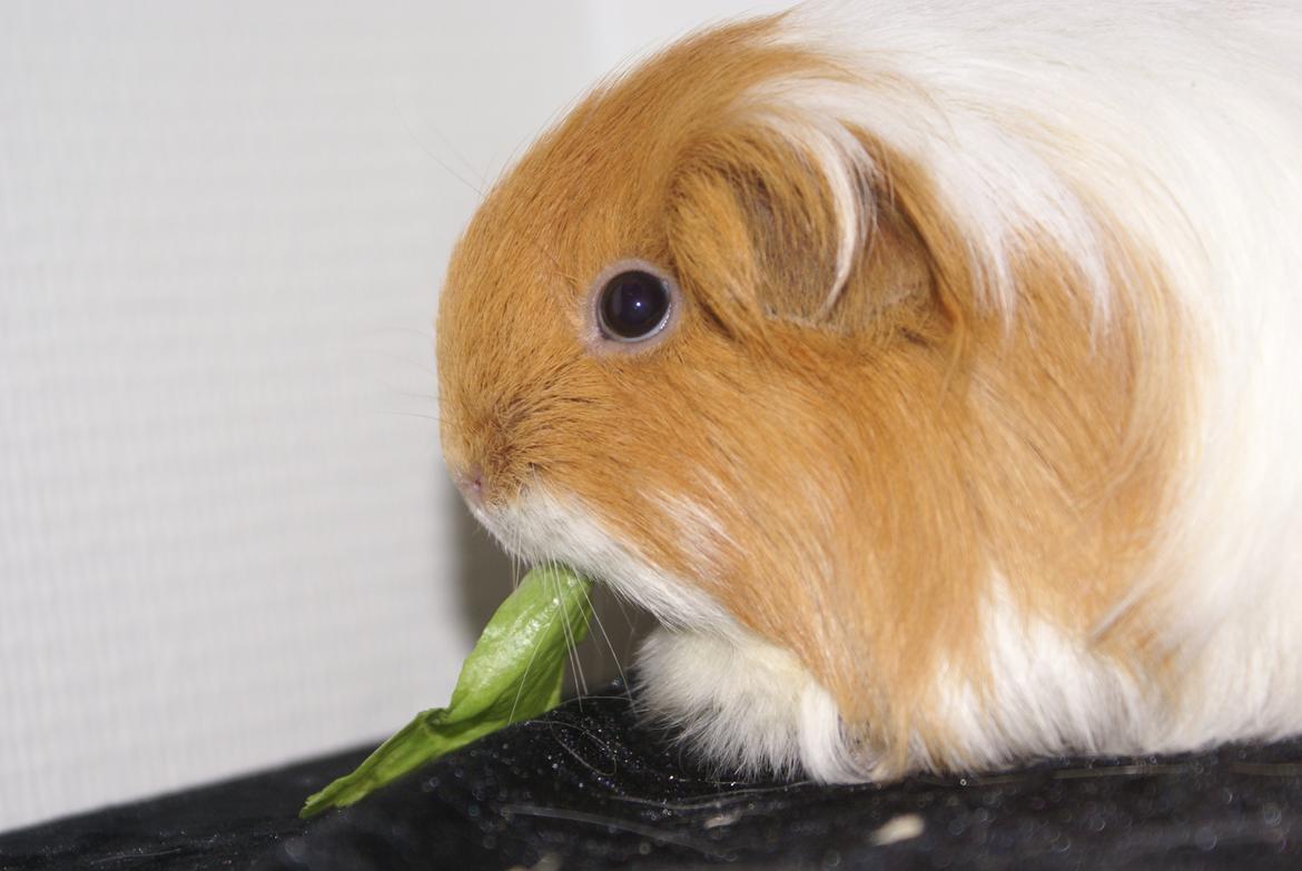 Marsvin Olivia billede 1