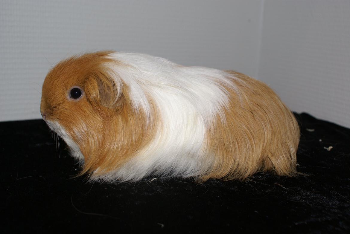 Marsvin Olivia billede 2