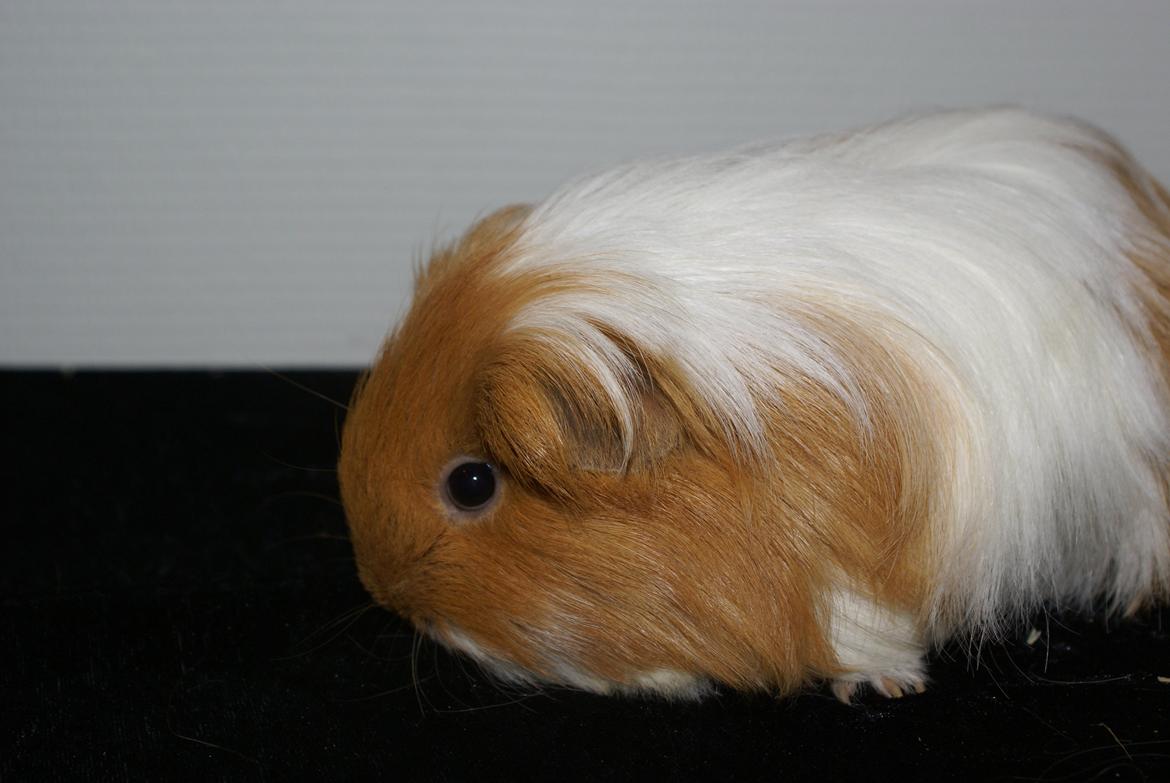 Marsvin Olivia billede 3