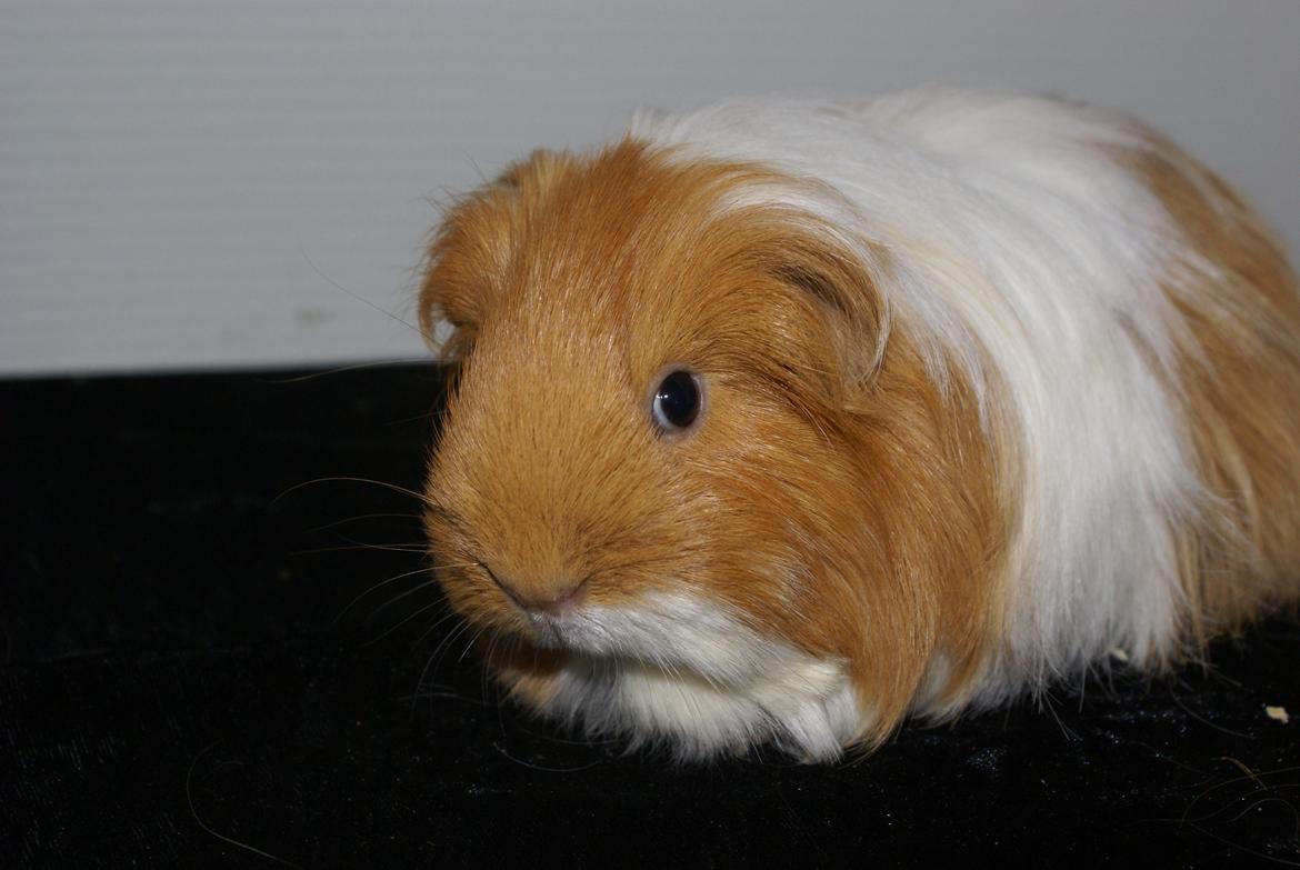 Marsvin Olivia billede 4