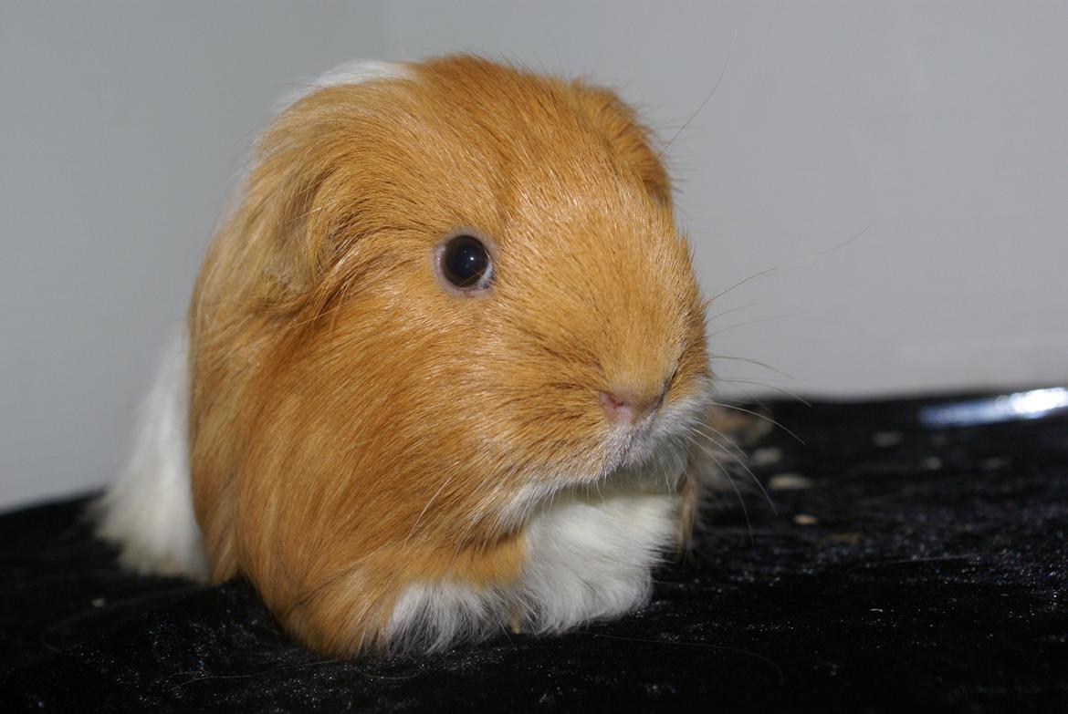 Marsvin Olivia billede 5