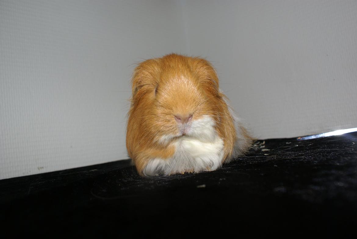 Marsvin Olivia billede 6