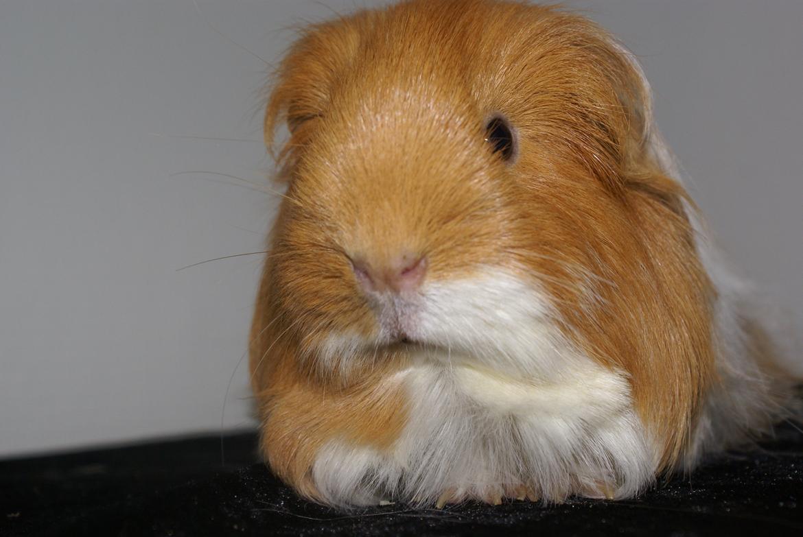 Marsvin Olivia billede 7