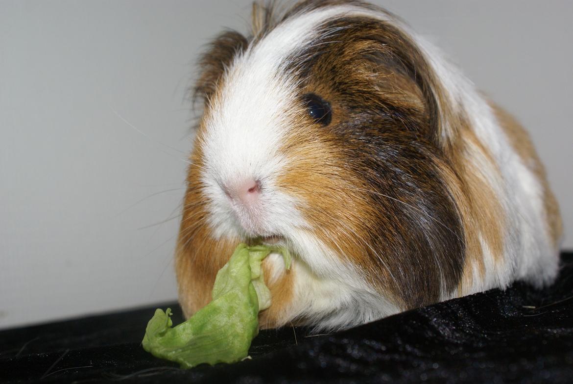 Marsvin Bibbi *Sheltie* billede 4