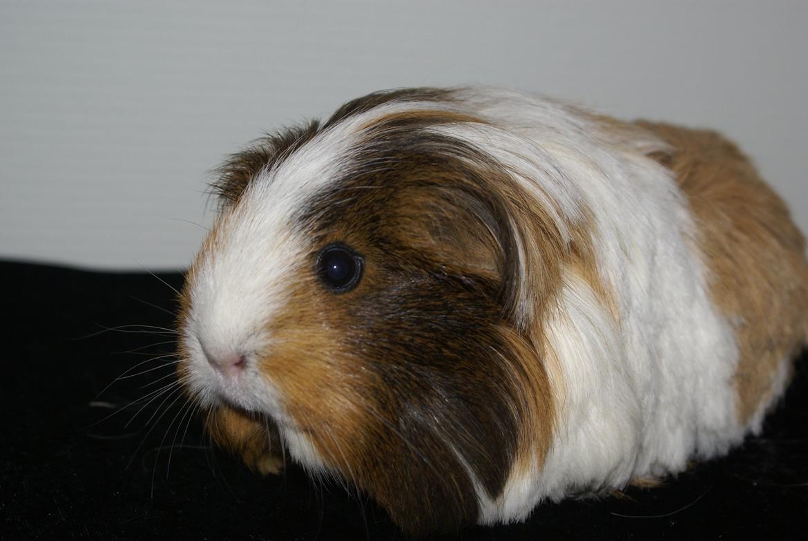 Marsvin Bibbi *Sheltie* billede 5