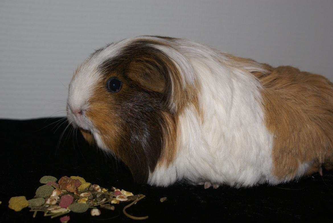 Marsvin Bibbi *Sheltie* billede 6