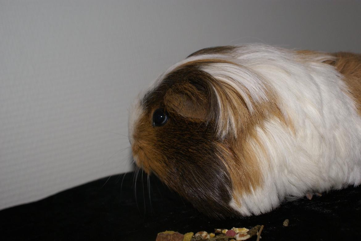 Marsvin Bibbi *Sheltie* billede 7