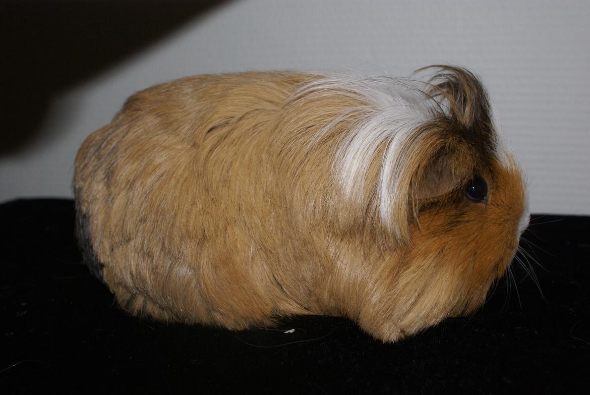 Marsvin Bibbi *Sheltie* billede 8