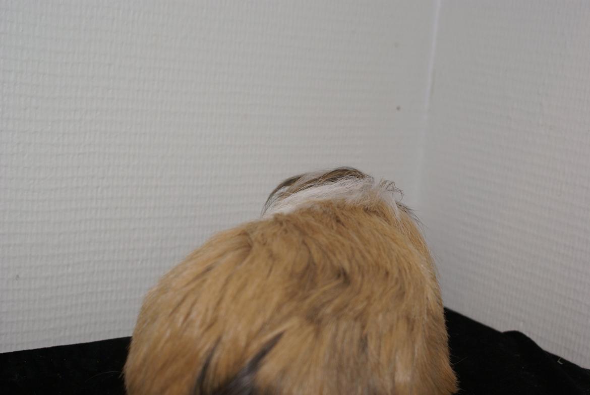 Marsvin Bibbi *Sheltie* billede 9