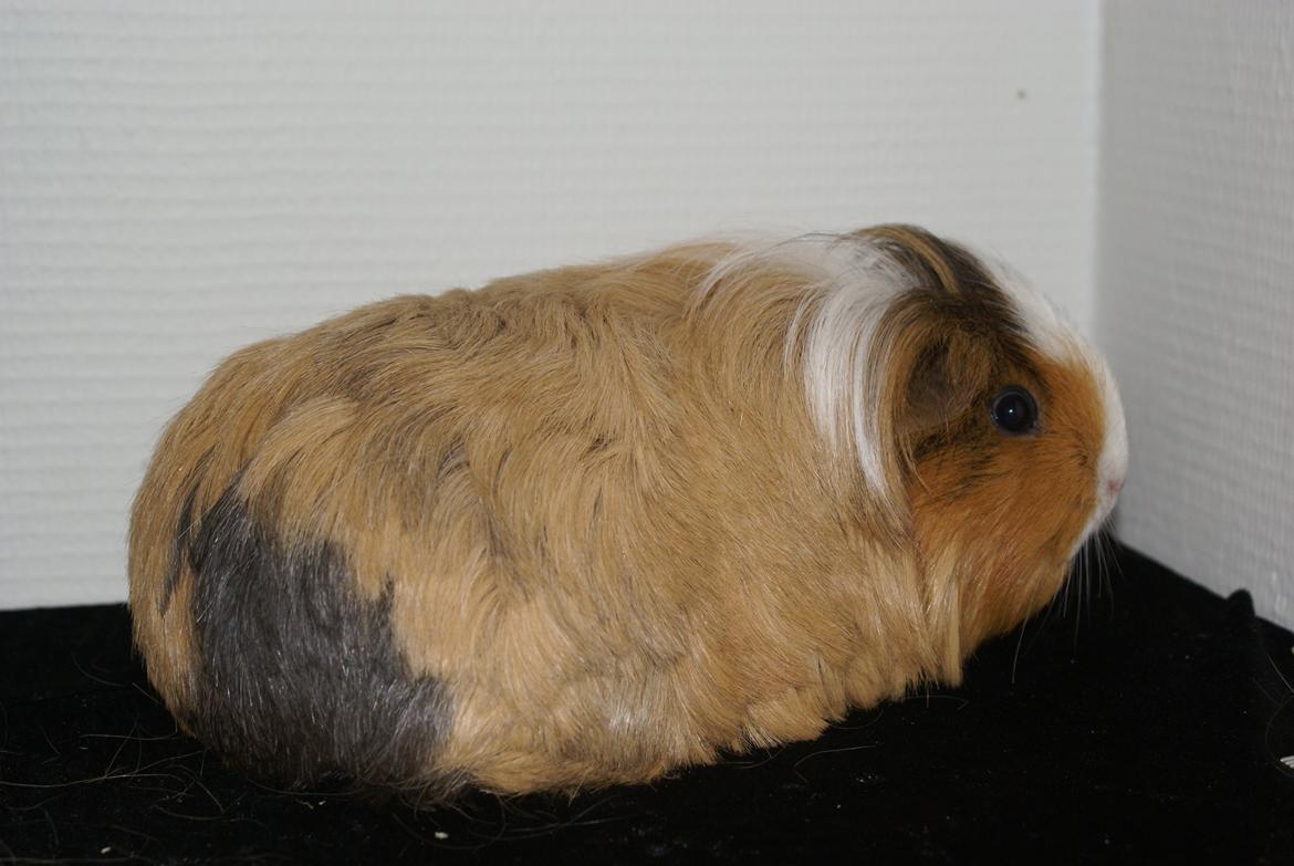 Marsvin Bibbi *Sheltie* billede 10