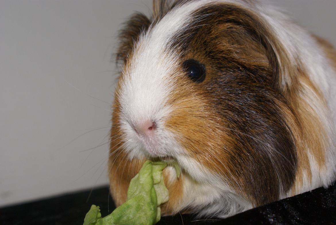 Marsvin Bibbi *Sheltie* billede 11