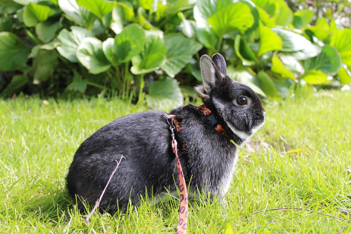 Kanin Louis Van De Misipeare billede 5