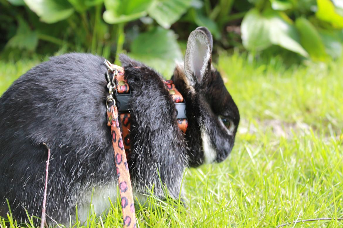 Kanin Louis Van De Misipeare - Jeg er næsten færdig.. billede 13