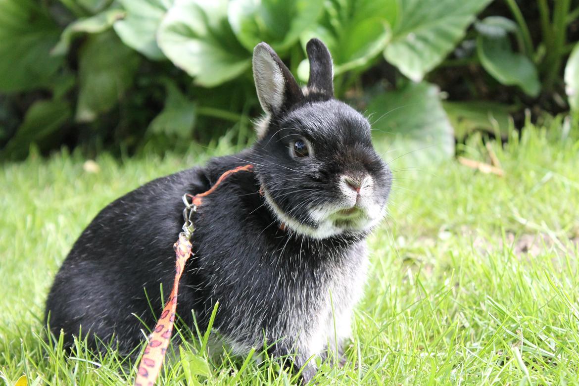 Kanin Louis Van De Misipeare billede 14