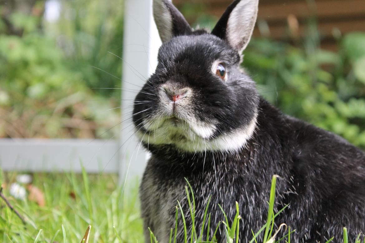 Kanin Louis Van De Misipeare billede 10