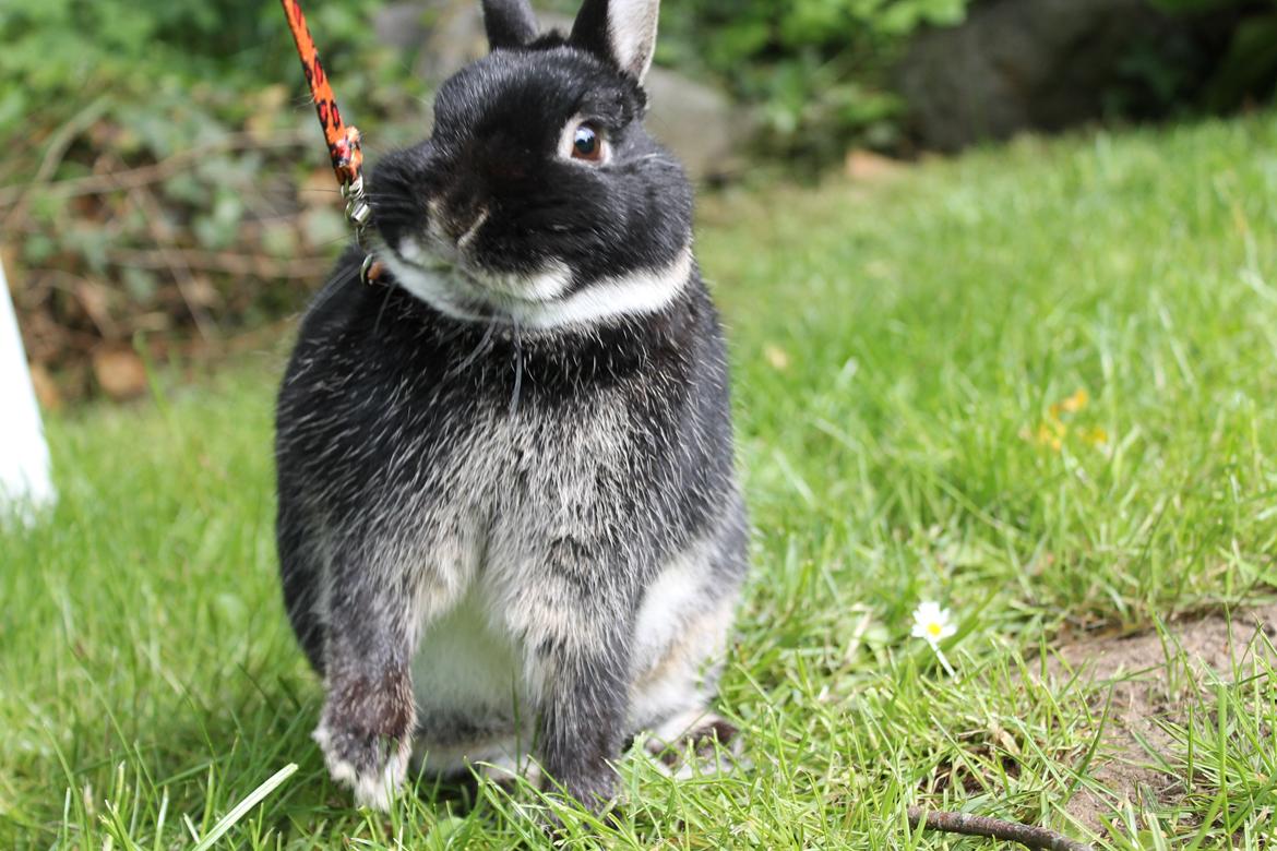 Kanin Louis Van De Misipeare - Jeg kan godt nå den snor:-p billede 15