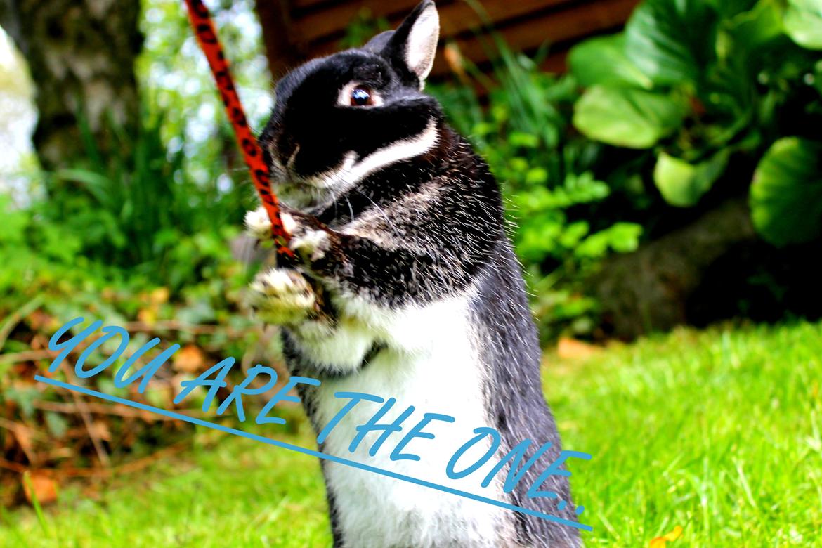 Kanin Louis Van De Misipeare - Velkommen til Lou´s Profil.<3 billede 1