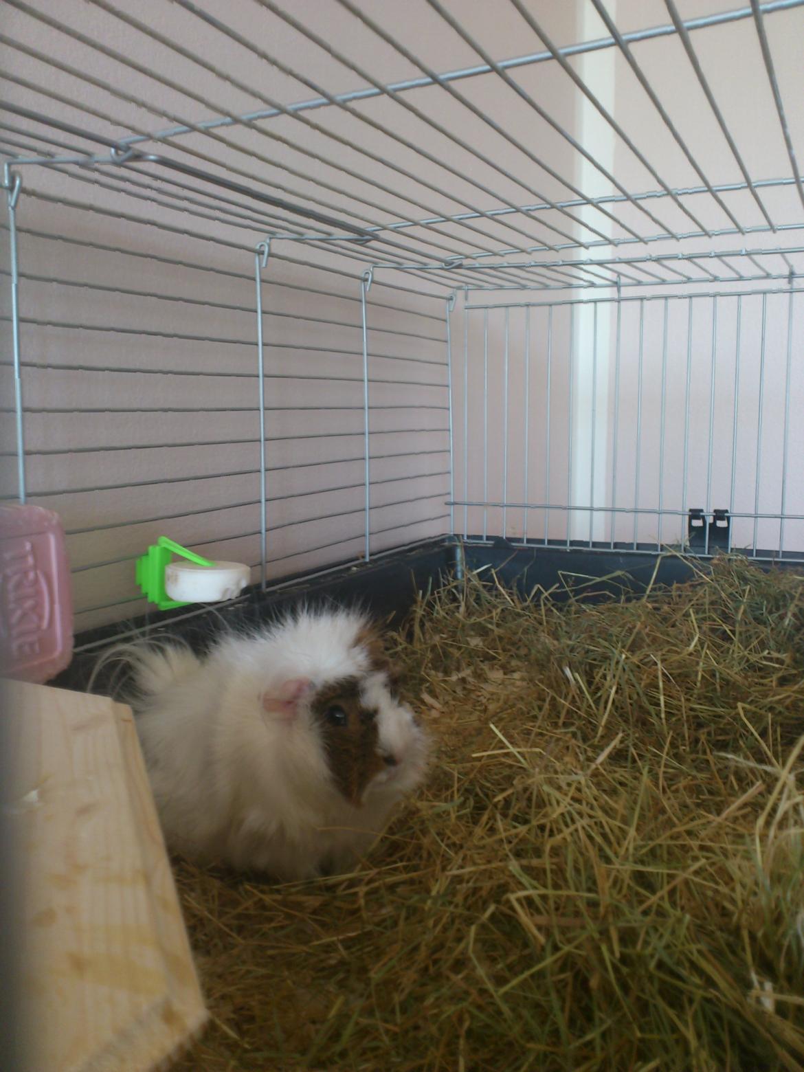 Marsvin Beethoven R.I.P<3 Hvil i fred - jeg står bare heeeelt stille så de ikke lægger mærke til mig :P billede 1