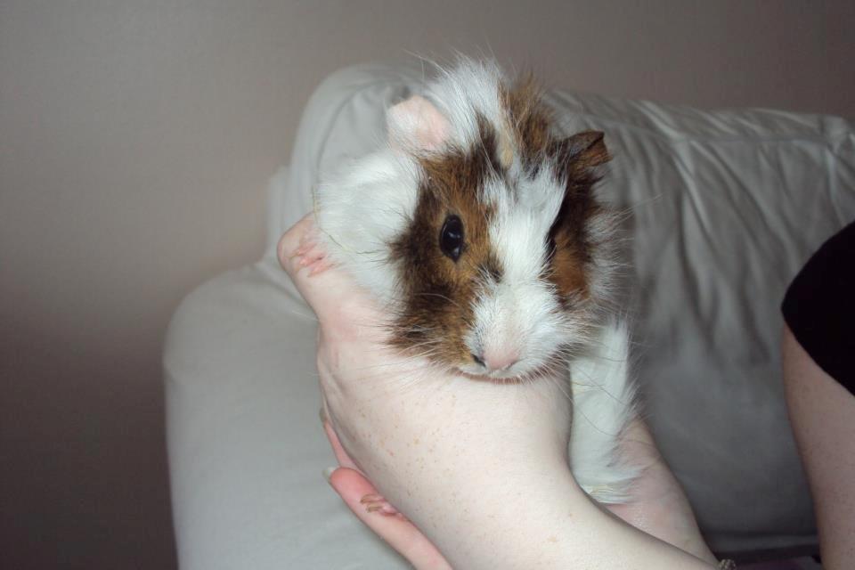 Marsvin Beethoven R.I.P<3 Hvil i fred - Beethoven som helt lille  billede 3