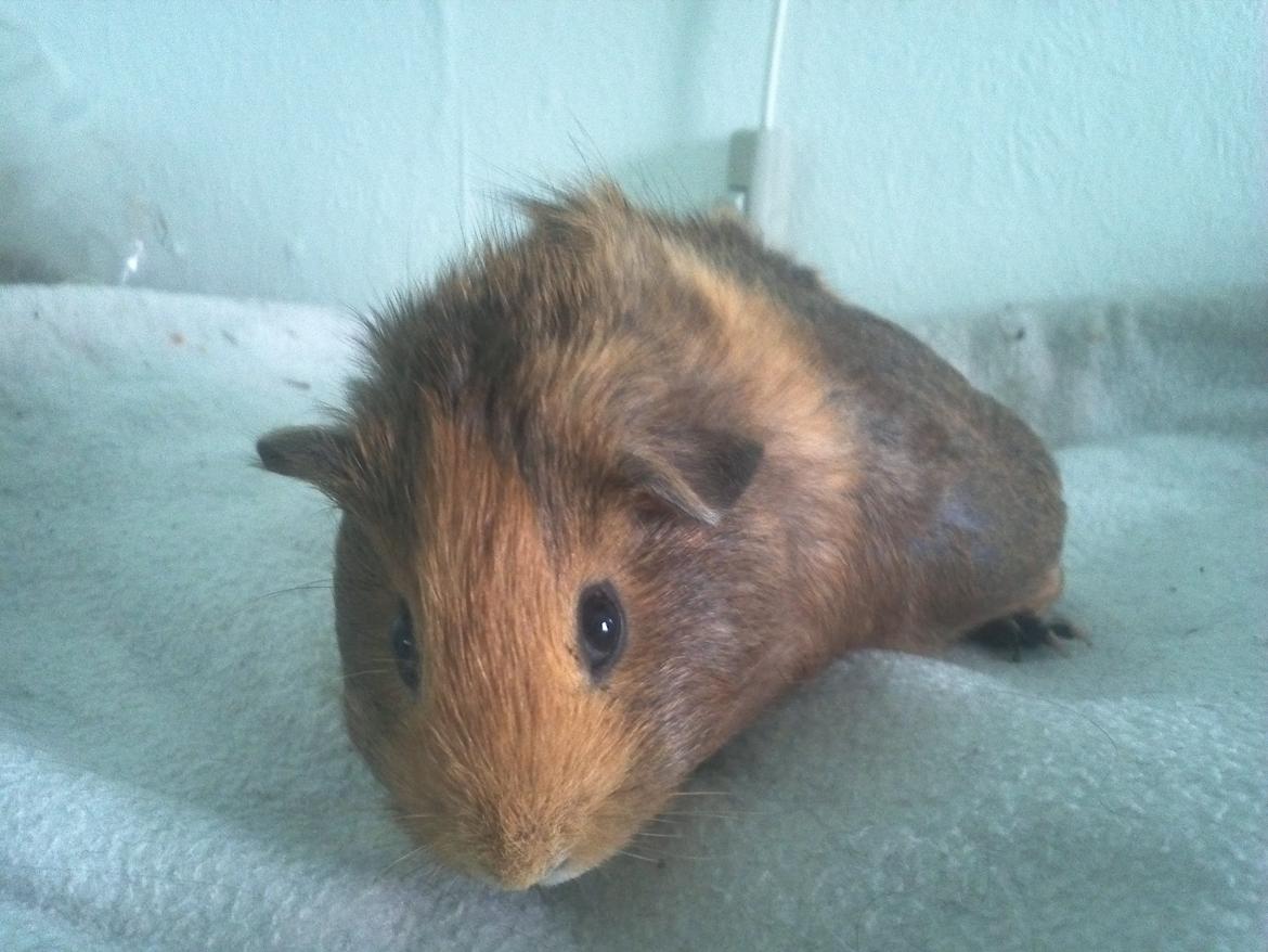 Marsvin Casey Macy von Bling billede 14