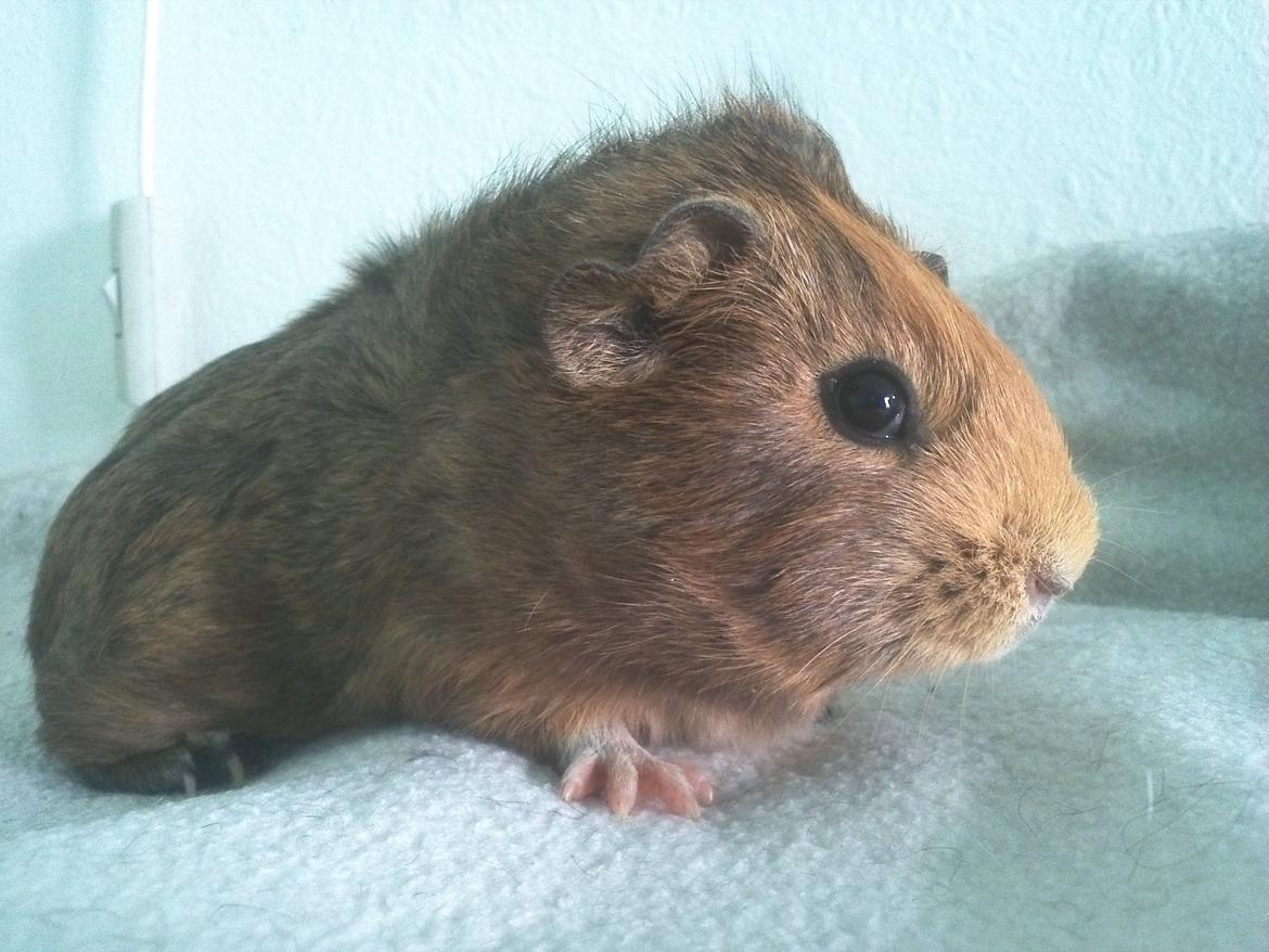Marsvin Casey Macy von Bling billede 15
