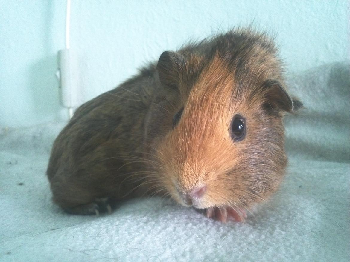 Marsvin Casey Macy von Bling billede 2