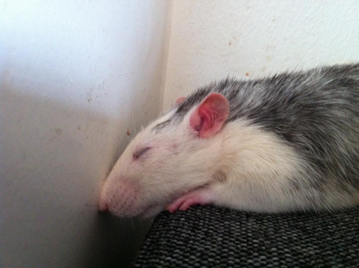 Tamrotte chucky (Charles Lee Ray) billede 1