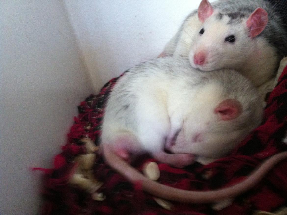 Tamrotte chucky (Charles Lee Ray) - chucky og søn, absint billede 3