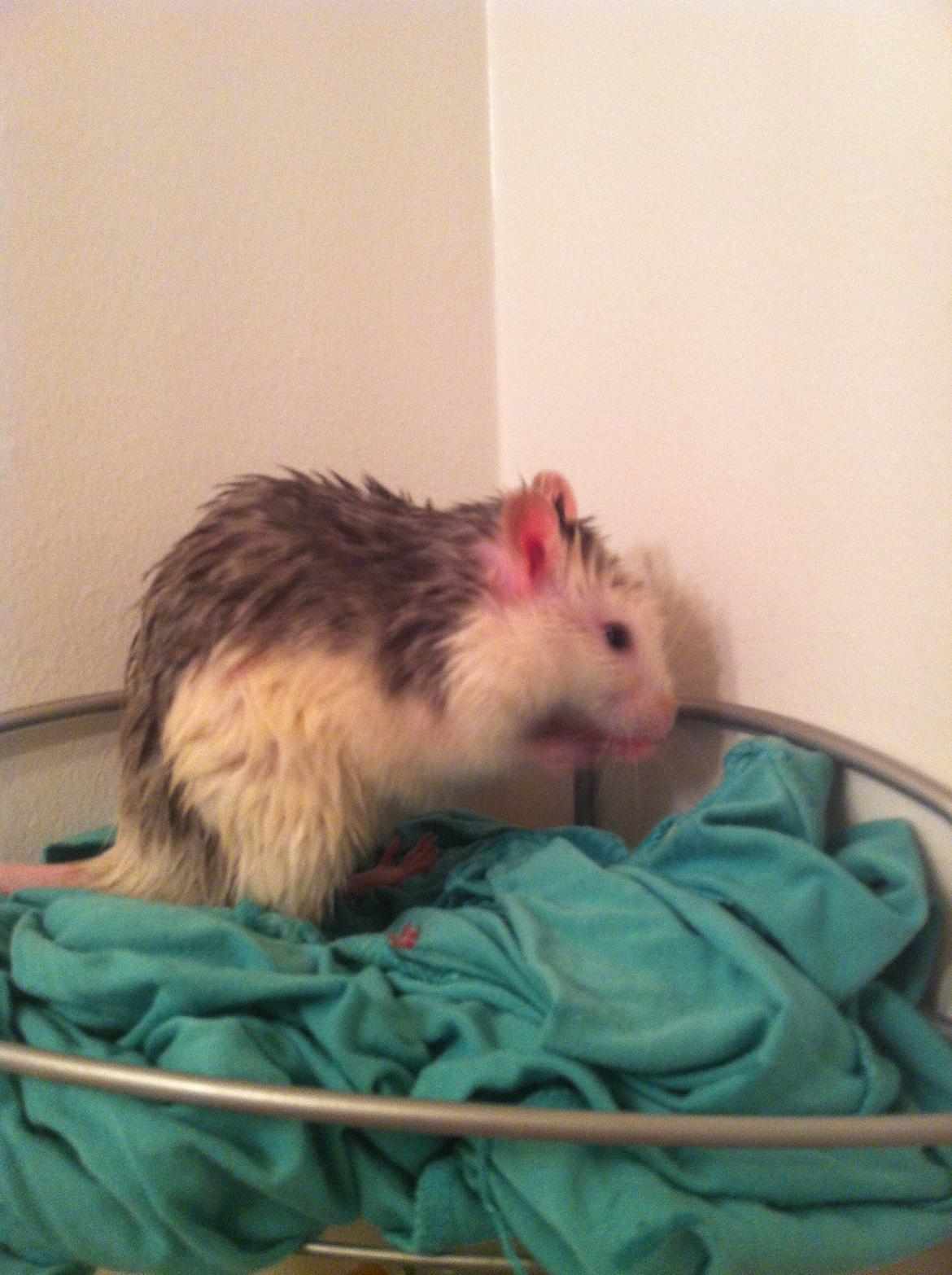 Tamrotte chucky (Charles Lee Ray) billede 4