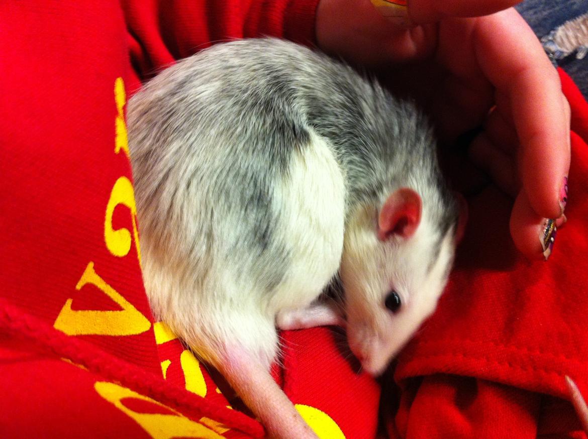 Tamrotte chucky (Charles Lee Ray) billede 5