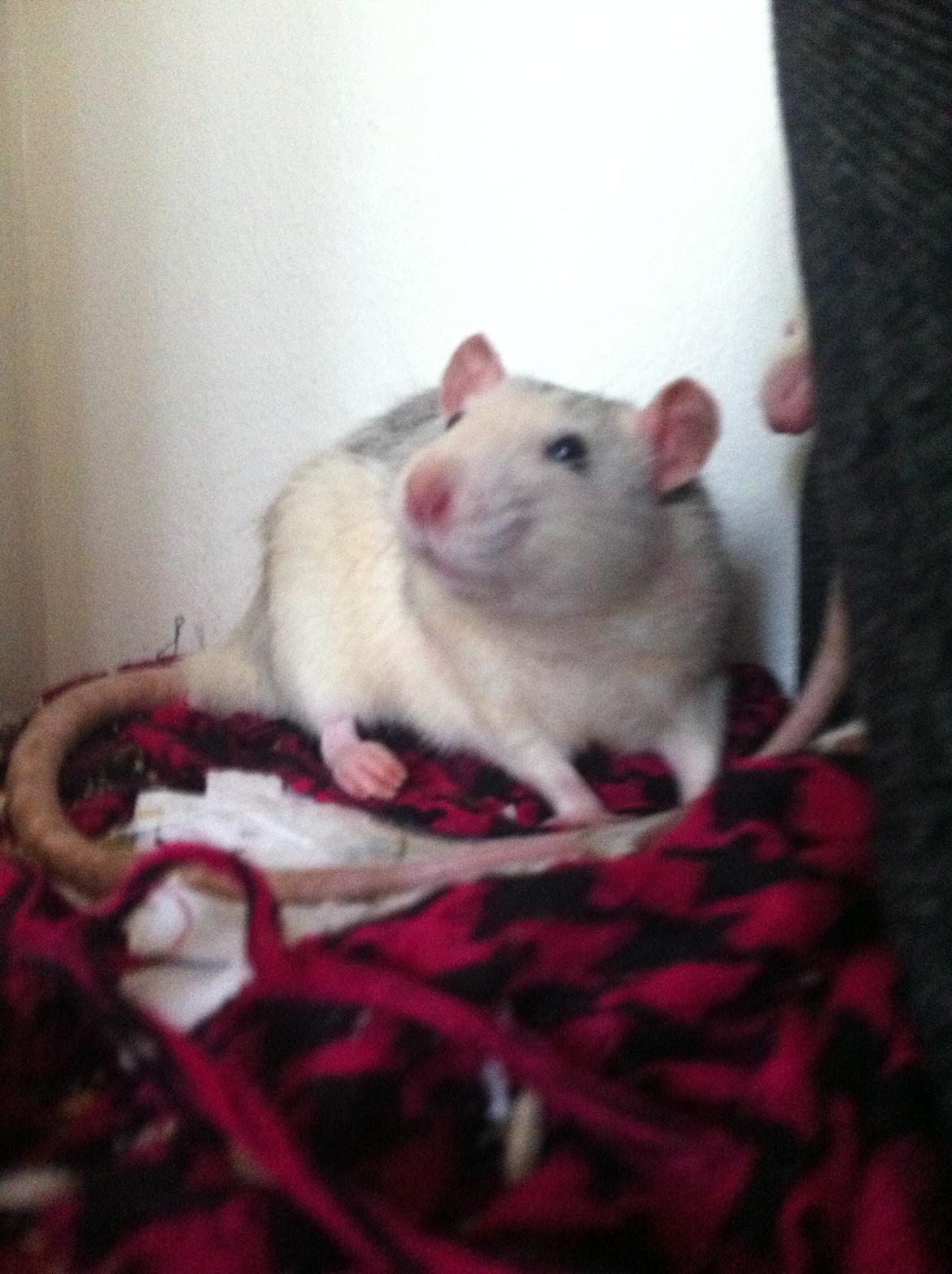 Tamrotte chucky (Charles Lee Ray) billede 6