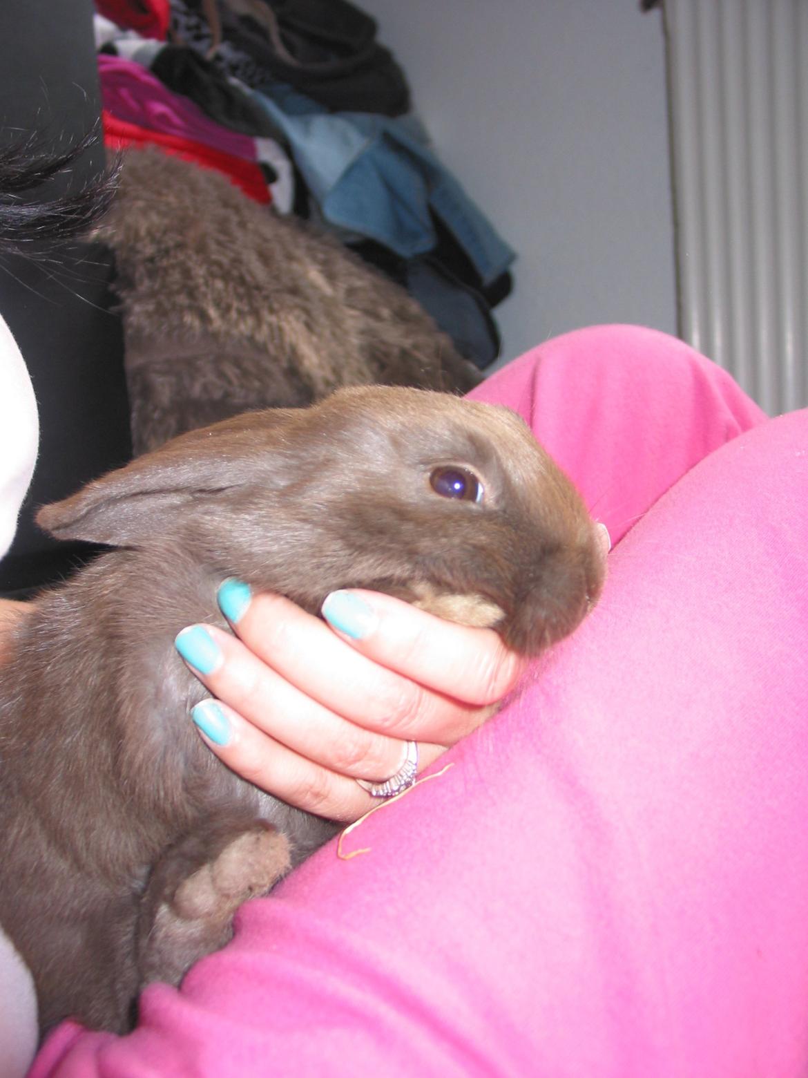 Kanin Coco (Chanel) Diva* billede 15