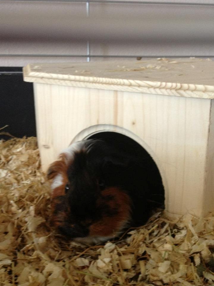 Marsvin Pjevs [R.I.P] billede 1