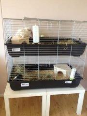 Marsvin Pjevs [R.I.P] billede 2