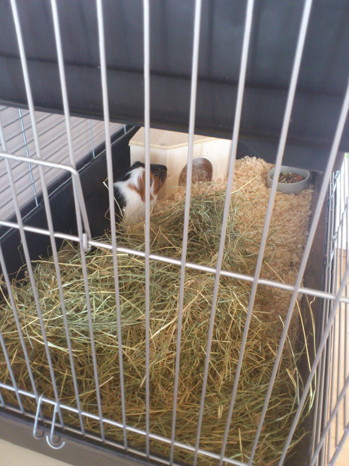 Marsvin Pjevs [R.I.P] billede 3