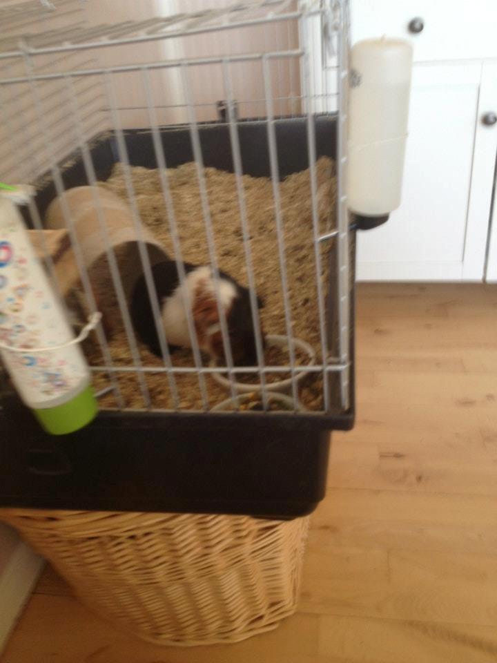 Marsvin Pjevs [R.I.P] billede 4